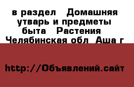  в раздел : Домашняя утварь и предметы быта » Растения . Челябинская обл.,Аша г.